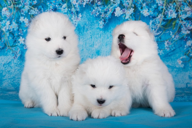 Drie witte pluizige kleine Samojeed-puppyhonden zitten op een blauwe achtergrond met blauwe bloemen