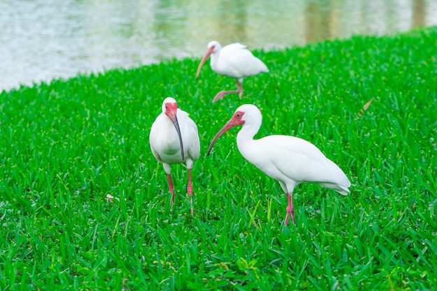 Foto drie witte vogels staan in het gras met hun bekken open.