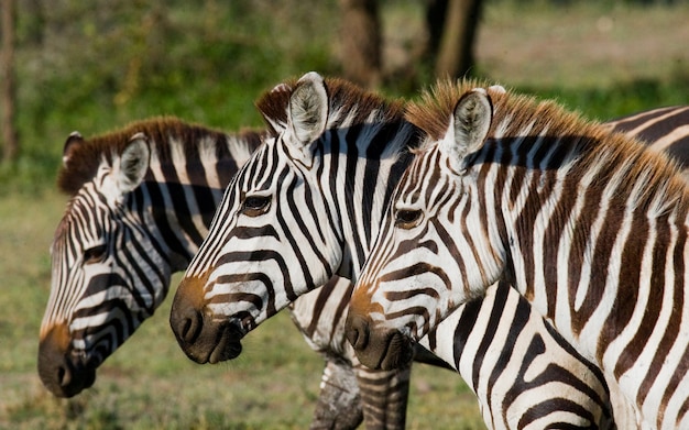 Drie zebra's staan bij elkaar. Kenia. Tanzania. Nationaal Park. Serengeti. Maasai Mara.