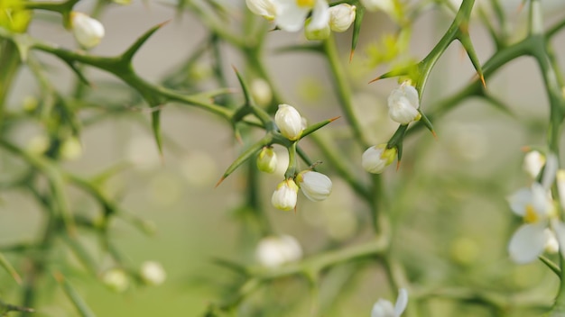 Driebladige oranje witte wilde hardnekkige oranje bloem tegen een heldere natuur achtergrond close-up