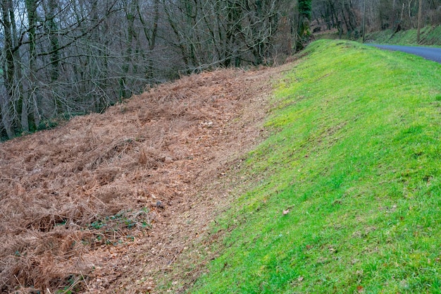 写真 道路脇の乾燥した緑の草 生と死のコンセプト