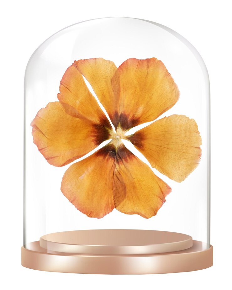Photo dried anemone png glass dome sticker autumn flower concept art transparent background