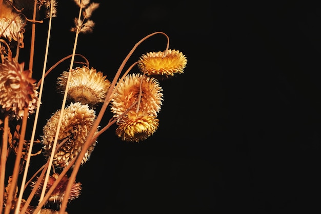 Dried Aster flower on a black background