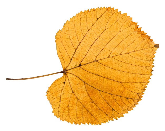 Dried autumn leaf of linden tree isolated