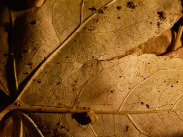 Dried autumn leaf