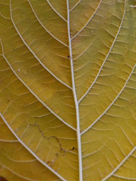 Dried autumn leaf