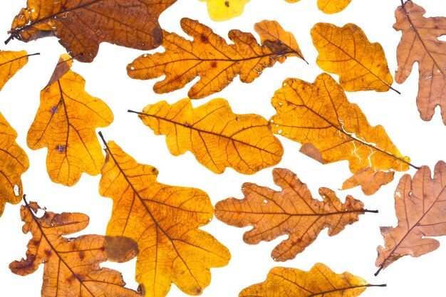 Dried autumn oak leaves