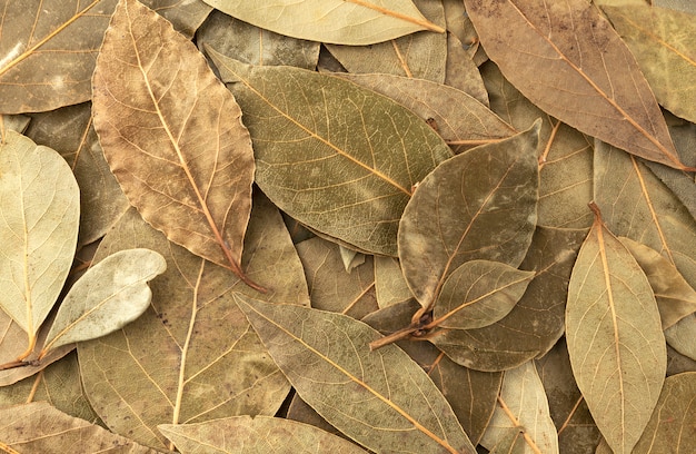 Dried bay leaf texture close up, top view