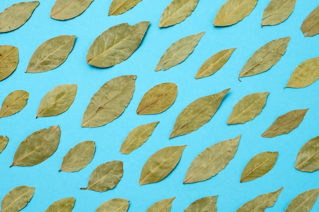 Photo dried bay leaves on blue background