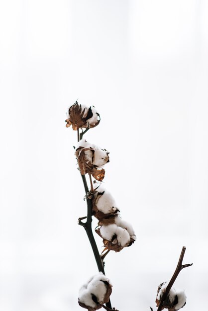 Dried beautiful white fluffy cotton on white wood background