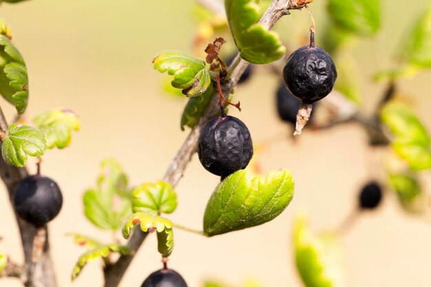 Dried berries harvest