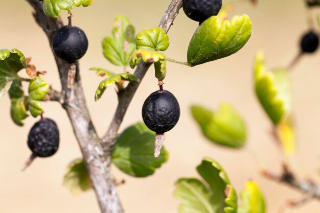 Dried berries harvest