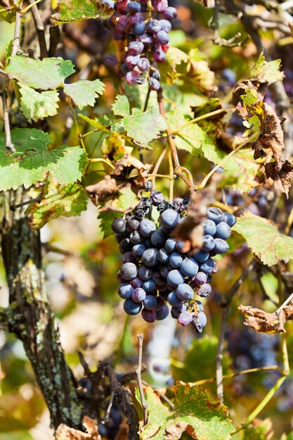 Dried black grapes at vineyard