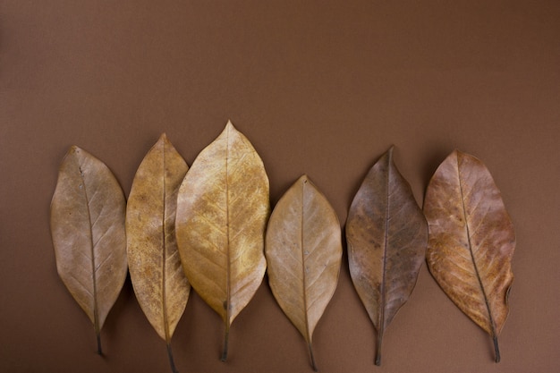 Dried brown leaves on a brown background