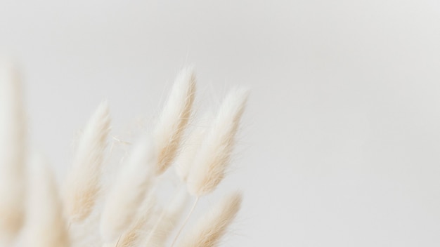 Сушеный кролик хвост травы на светлом фоне