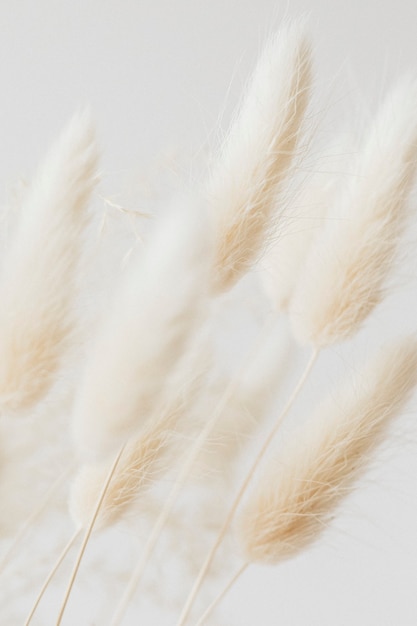 Dried Bunny Tail grass on a light background