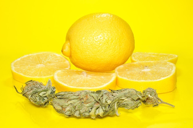 Photo dried cannabis buds and lemon cannabis with lemon flavor cannabis and lemon on a yellow background