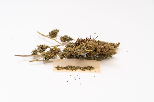 Photo dried cannabis flower on white background