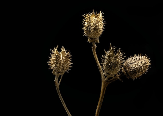 Dried capsules of datura stramonium burundanga plant on Black background