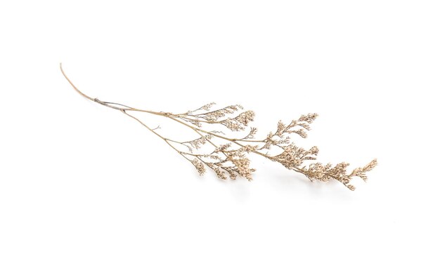 Dried Caspia Flowers