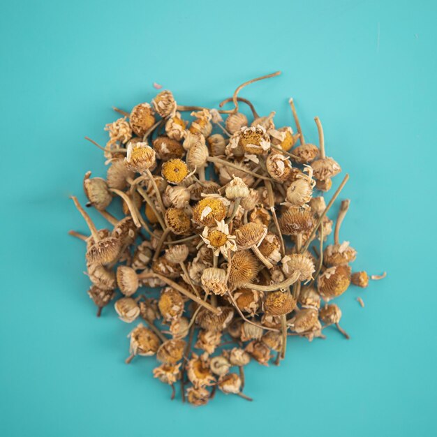 Dried chamomile herb on a blue background
