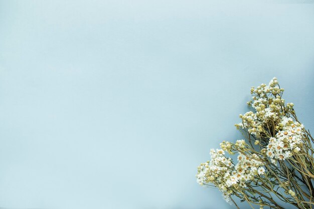 Dried chamomile wildflowers on a blue background. Top view, text space