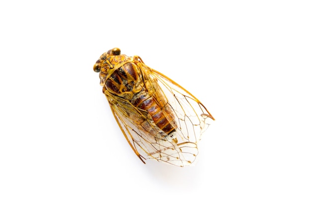 Dried cicada isolated on a white background