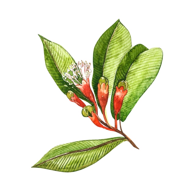 Illustrazione botanica di chiodi di garofano essiccati di fiori e foglie. raccolta di piante toniche e speziate.