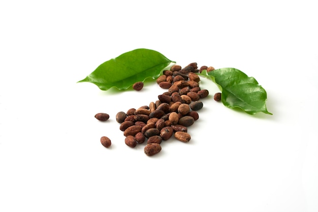 Dried cocoa beans and cocoa leave on a white background with empty space