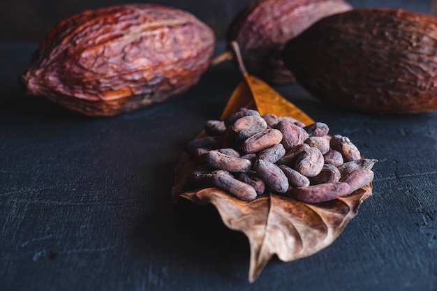 Fave di cacao essiccate e cacao essiccato