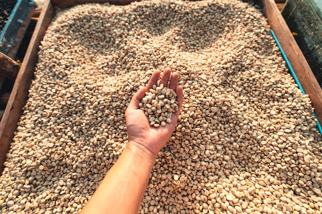 Foto caffè essiccato, caffè pergamena asciugare nella casa di bambù