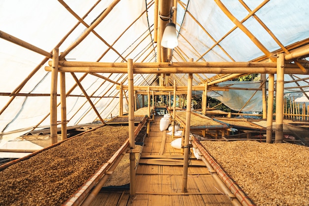 Dried coffee,Parchment coffee Dry in the Bamboo house