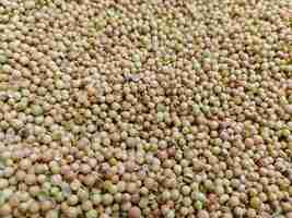 Photo dried coriander organic top view texture background coriandrum sativum