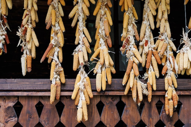 Dried corn cobs Dried Corns hanging on rustic wall