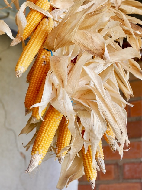 Dried corn cobs vibrant orange color Food preservation and storage Vertical photo