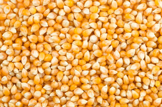 Dried corn isolated on the white background