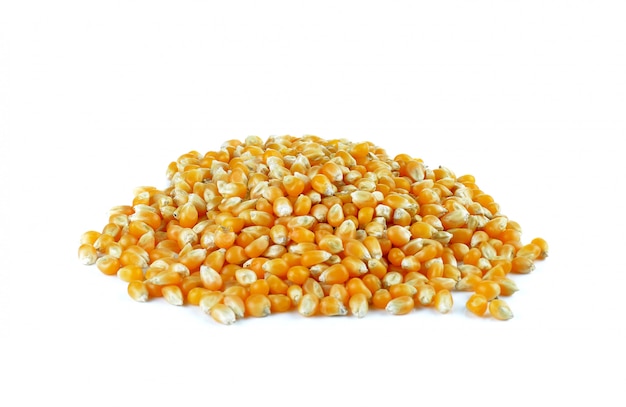 Dried corn isolated