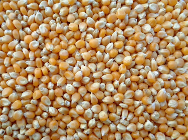 Dried corn kernels for popcorn