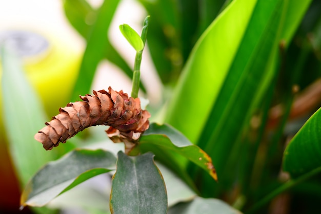 사진 말린 된 costus woodsonii 나선형 생강 꽃 배경 흐리게