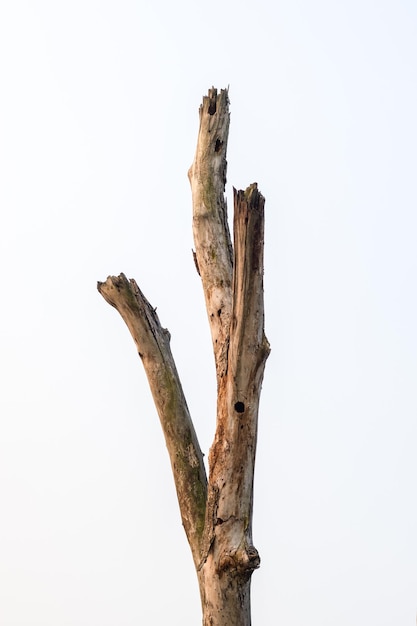 Stelo di albero morto secco su sfondo bianco da vicino