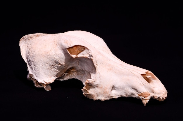 Photo dried dog skull bone