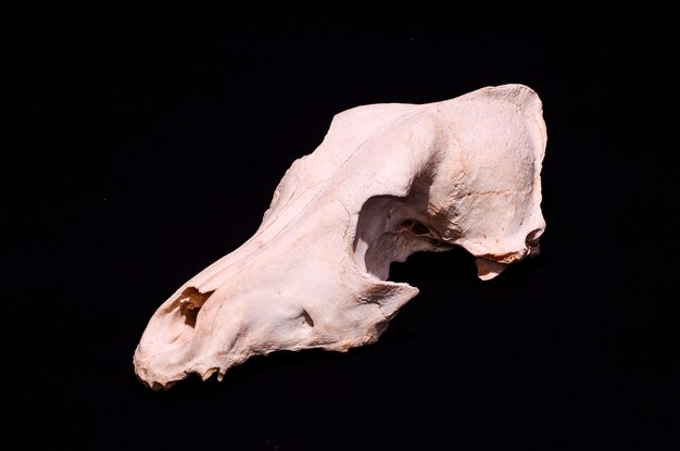 Photo dried dog skull bone