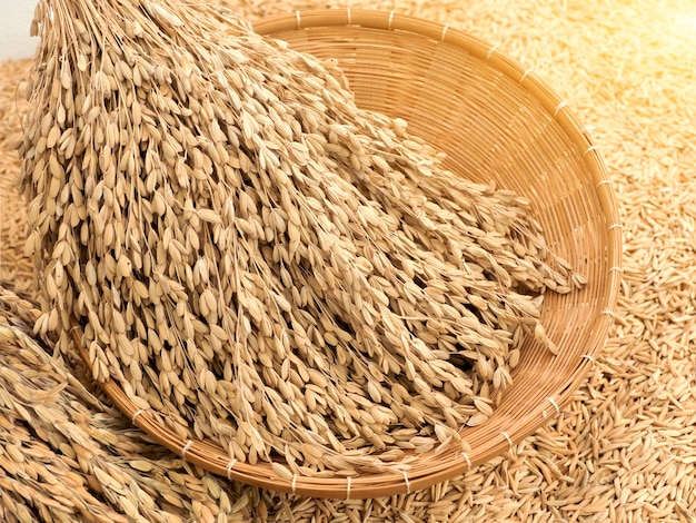 Photo dried ear of paddy rice, macro close up.