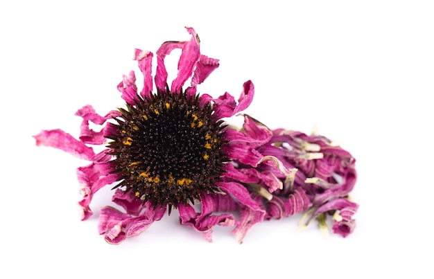 Photo dried echinacea flowers, isolated on white