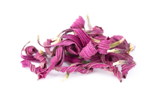 Dried Echinacea flowers on a white background