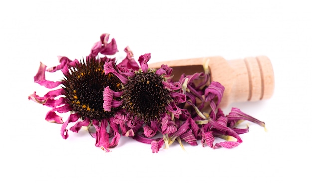 Dried Echinacea flowers on wooden spoon