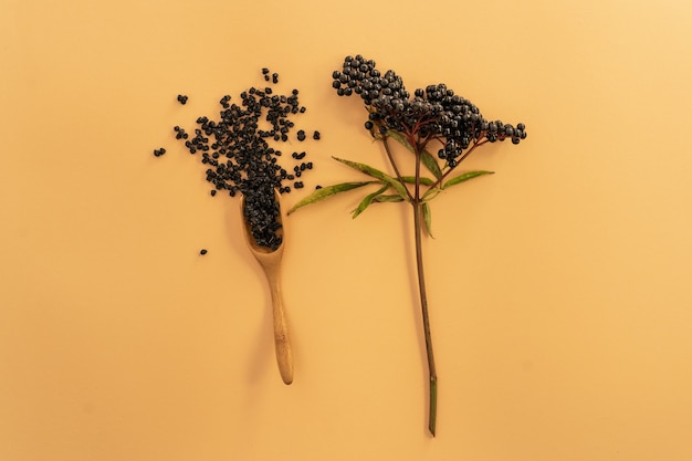 Dried elderberry plant and berries