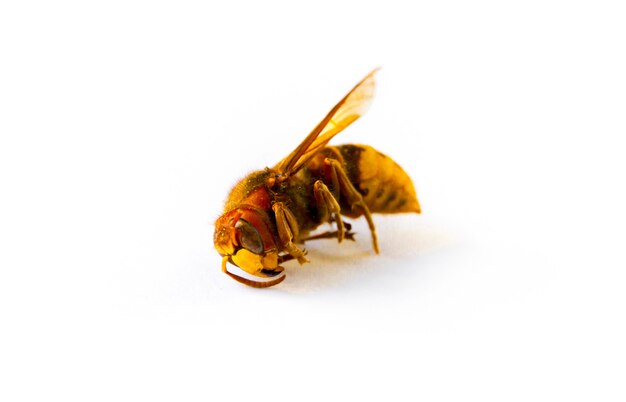 Dried European hornet isolated on white background