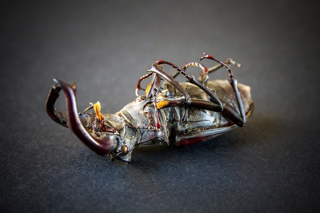 Dried european stag beetle on black background