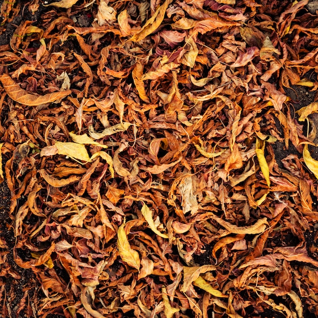 Сушеные опавшие осенние листья фон